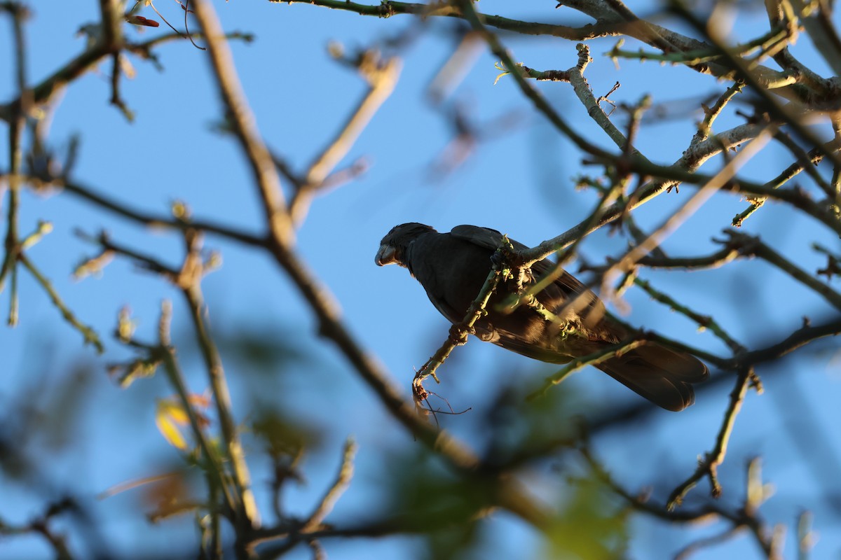 Greater Vasa Parrot - ML638572378