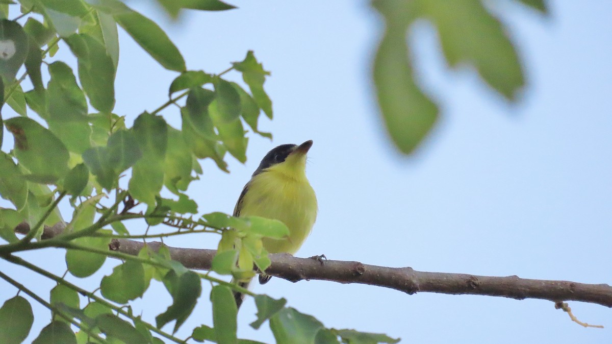 Common Tody-Flycatcher - ML638572391