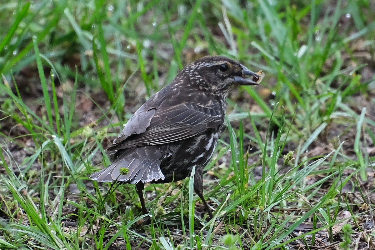 Red-winged Blackbird - ML638572403