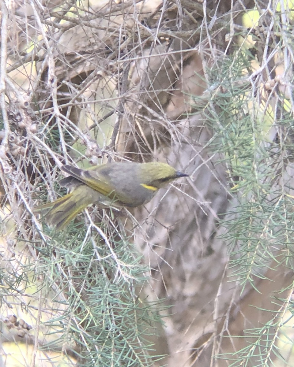 Yellow-plumed Honeyeater - ML638572408