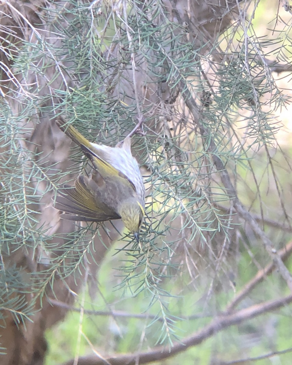 Yellow-plumed Honeyeater - ML638572409