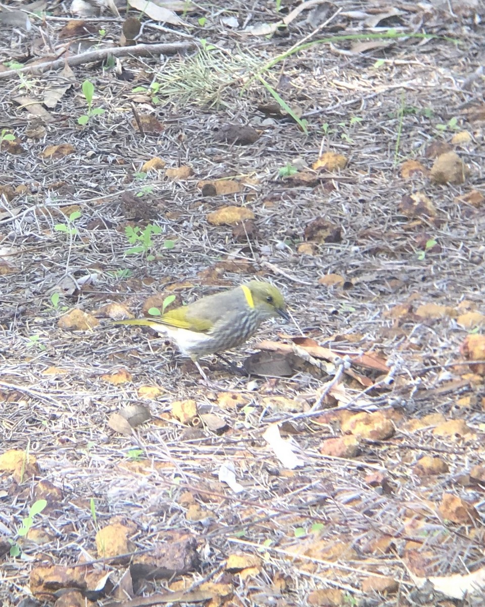 Yellow-plumed Honeyeater - ML638572410