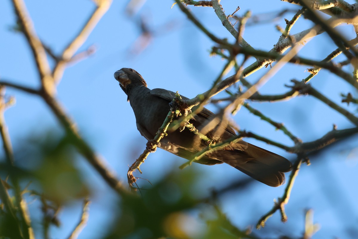 Greater Vasa Parrot - ML638572428