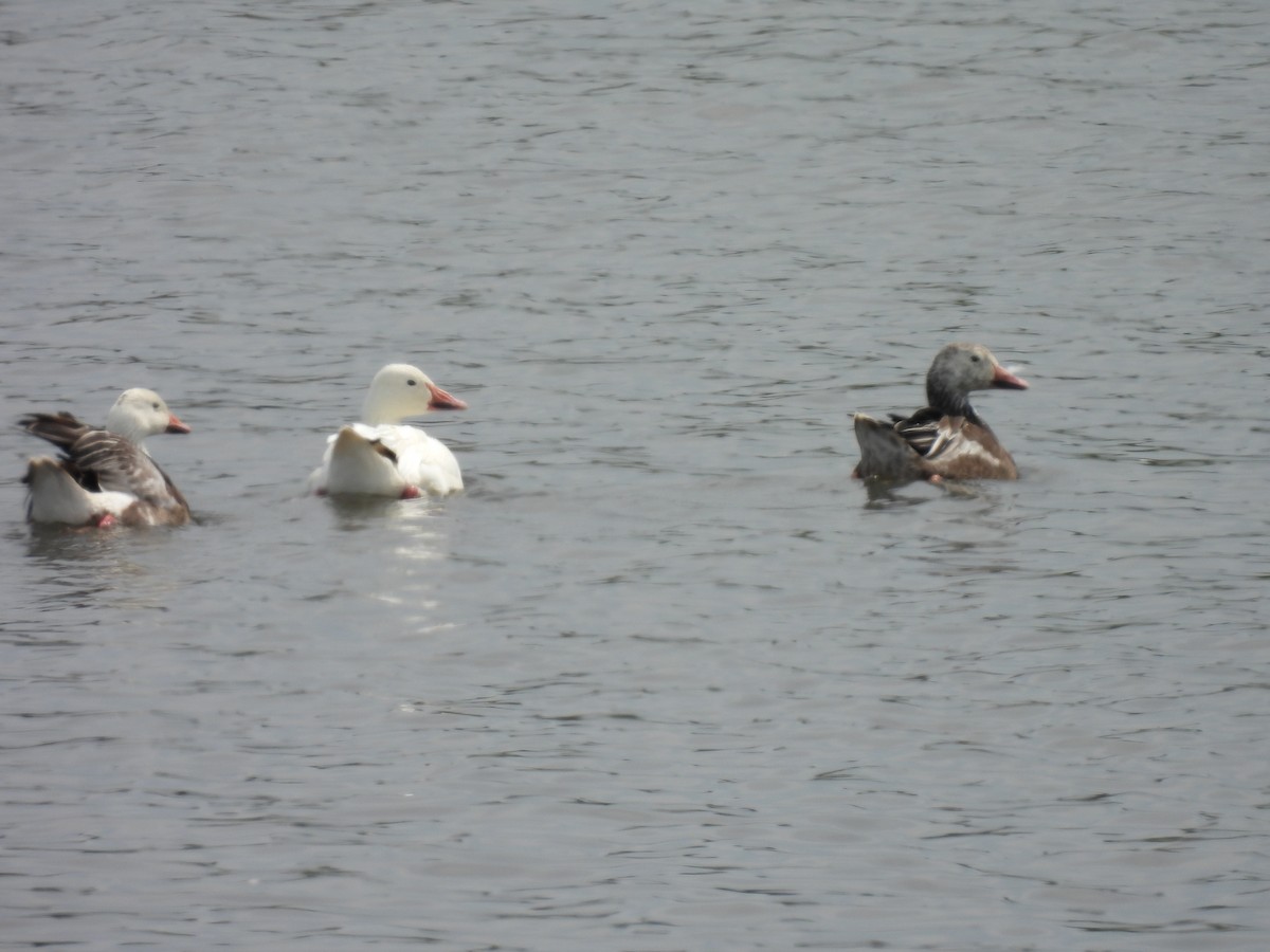 Snow Goose - ML638572445