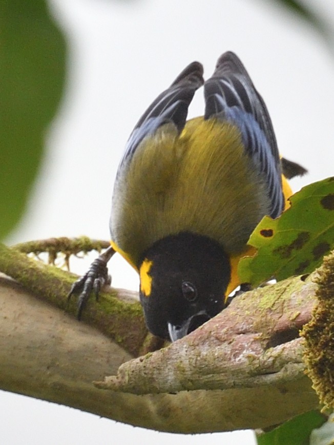 Black-chinned Mountain Tanager - ML638572455