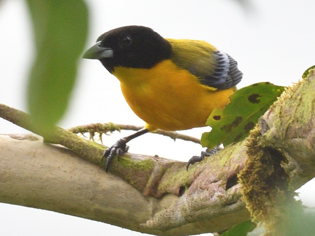 Black-chinned Mountain Tanager - ML638572456