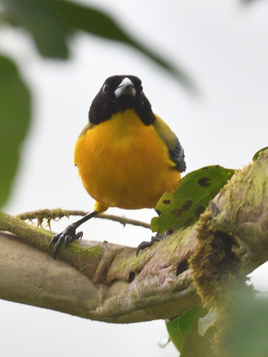 Black-chinned Mountain Tanager - ML638572457