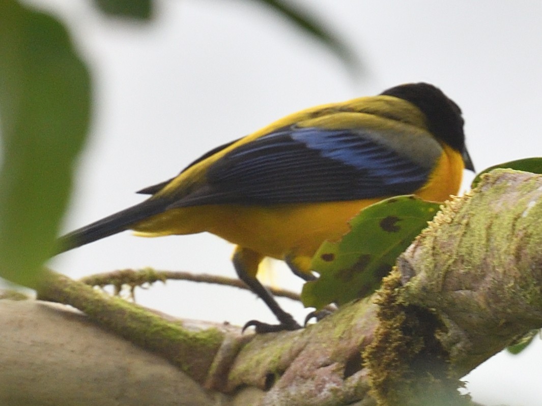 Black-chinned Mountain Tanager - ML638572458