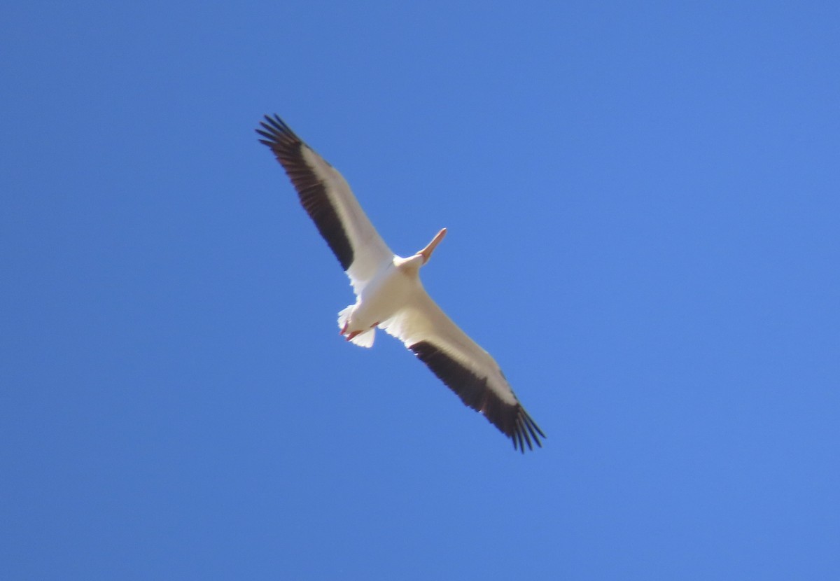 American White Pelican - ML638572472