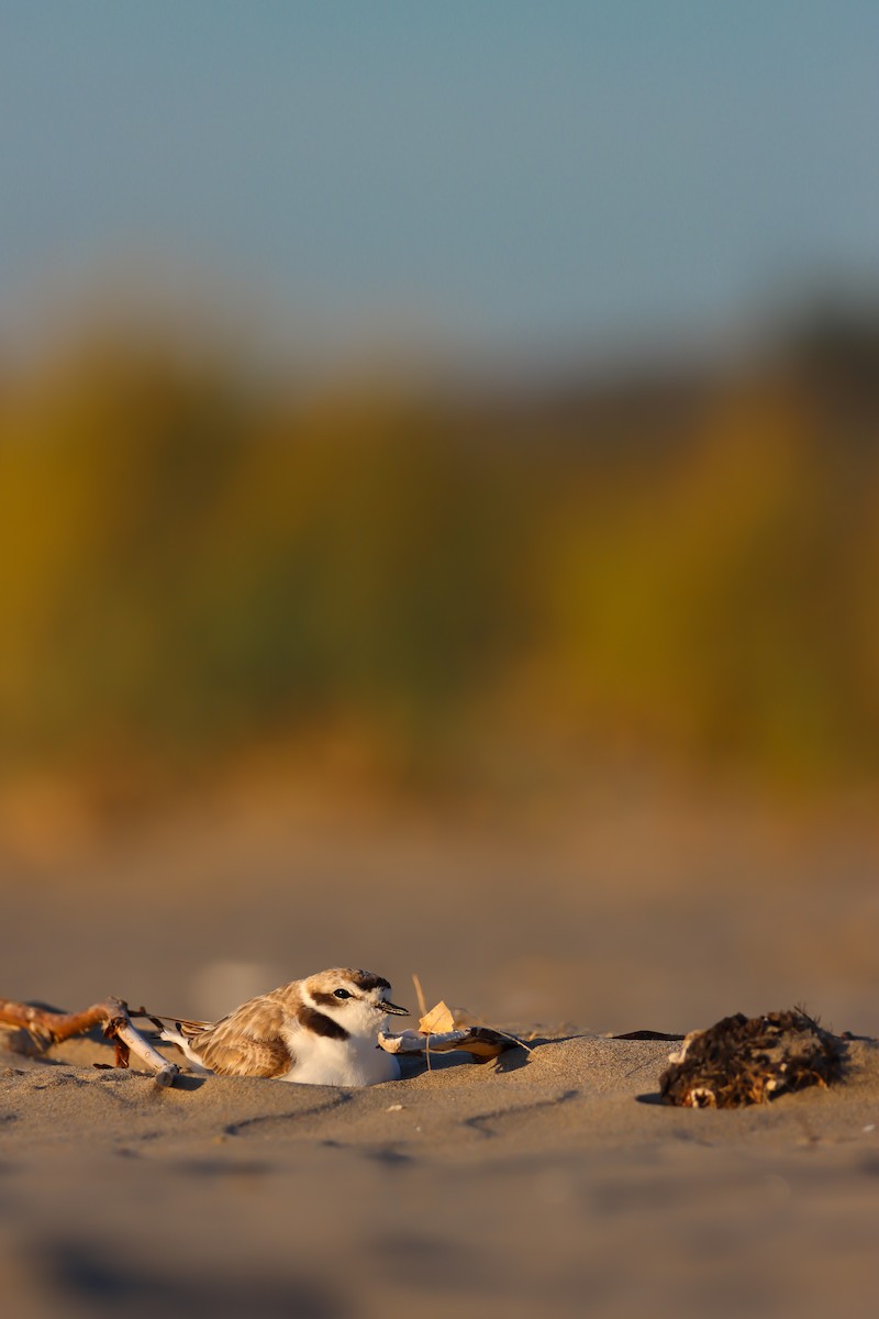 kulík západní - ML638572486