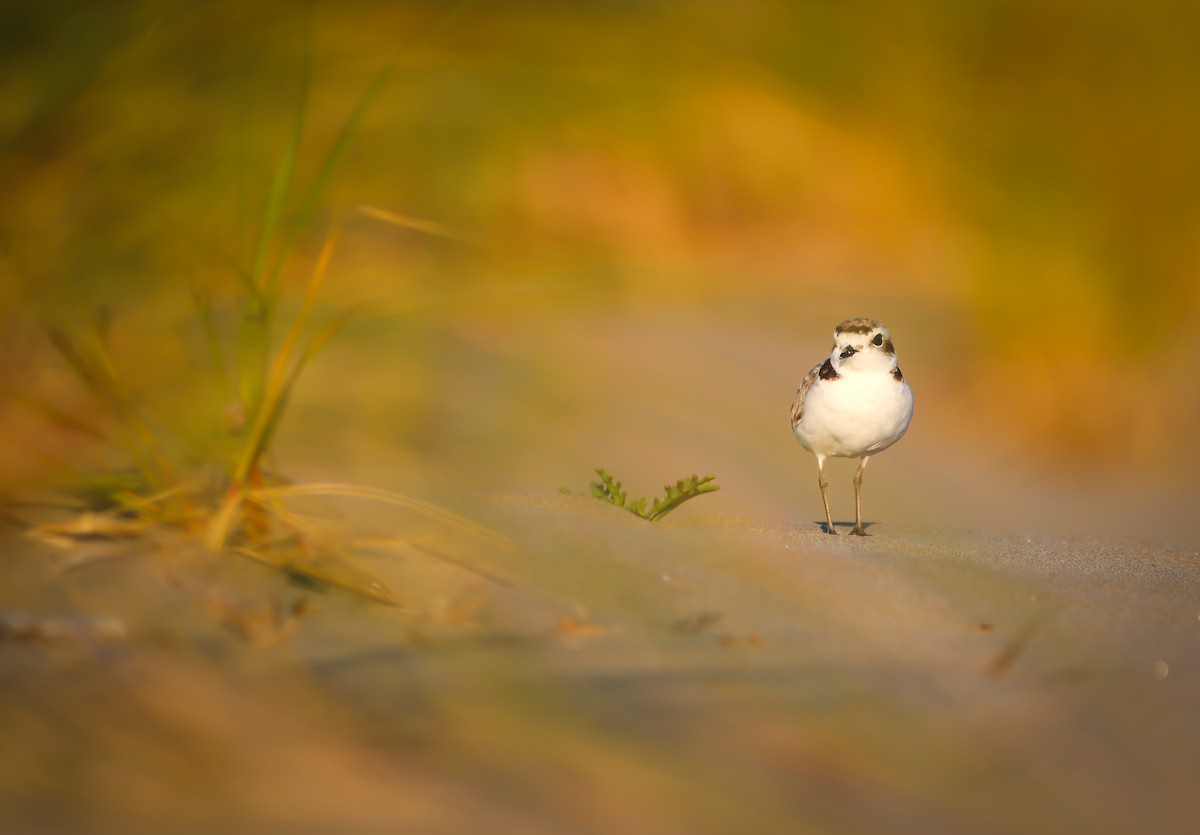 kulík západní - ML638572487