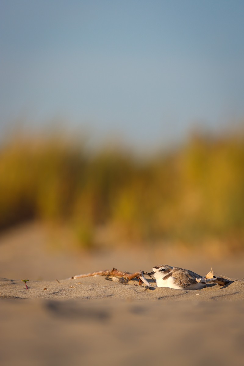 kulík západní - ML638572488