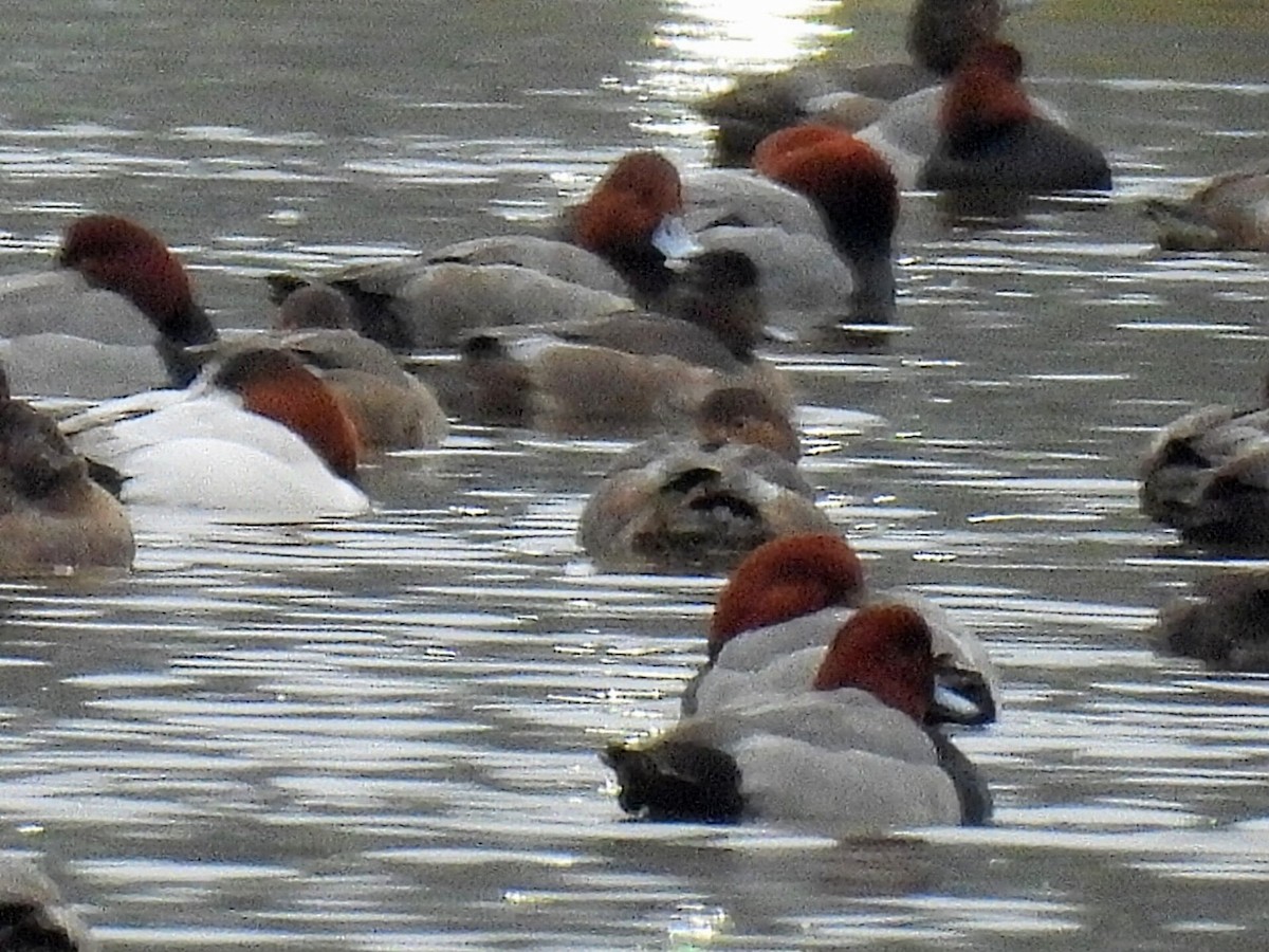 Redhead - ML638572511