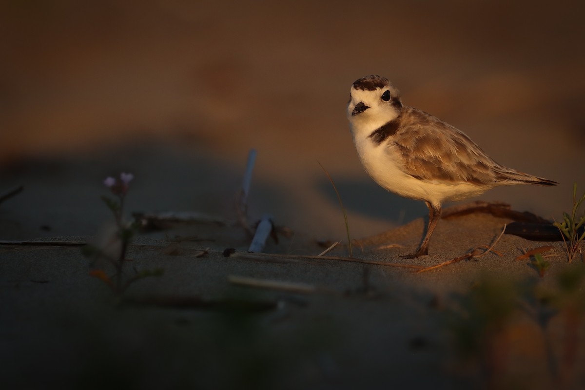 kulík západní - ML638572529