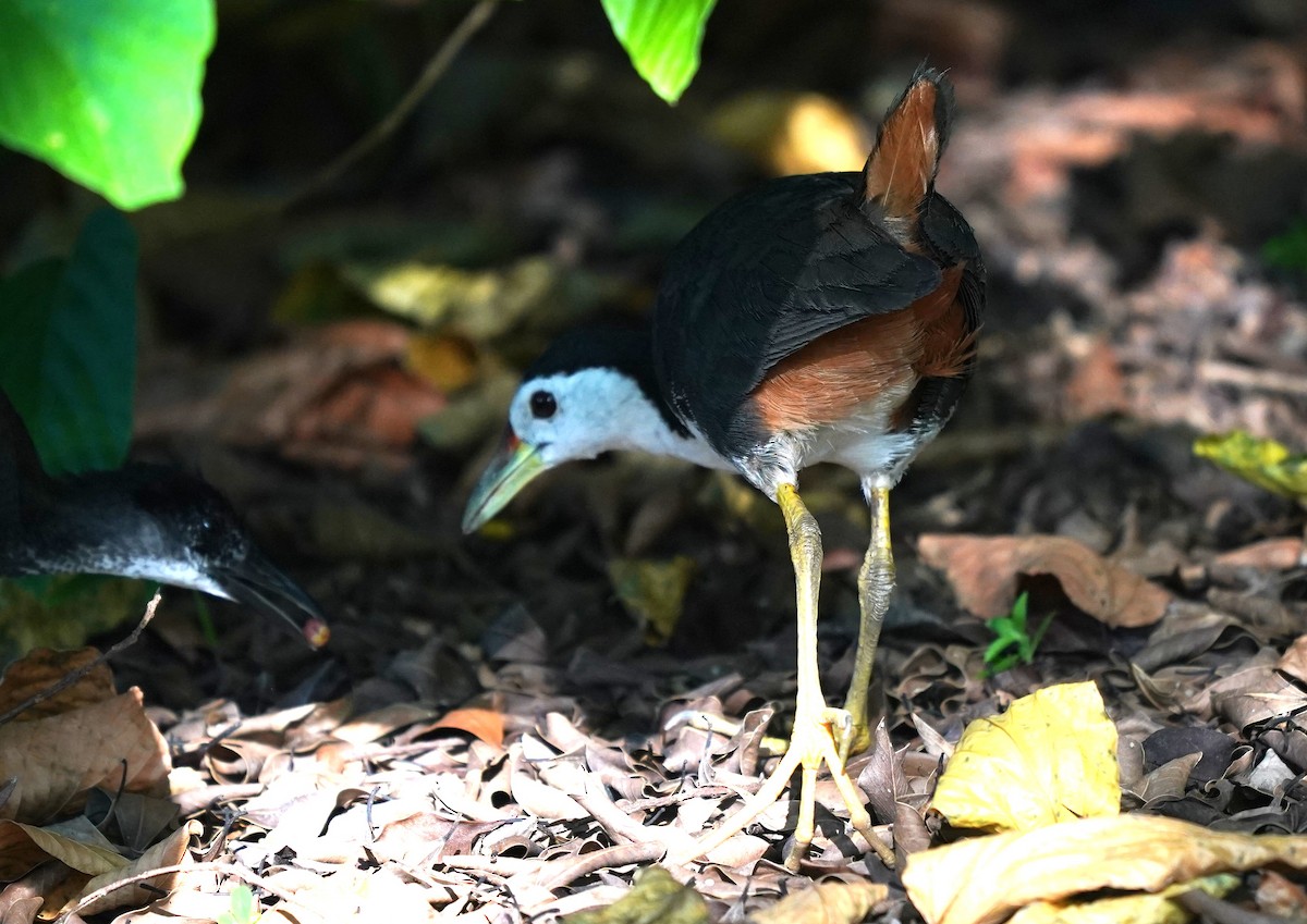 White-breasted Waterhen - ML638572530