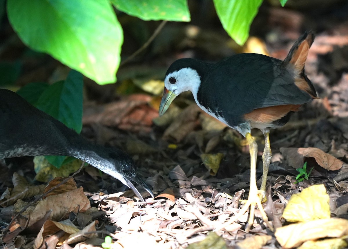 White-breasted Waterhen - ML638572531