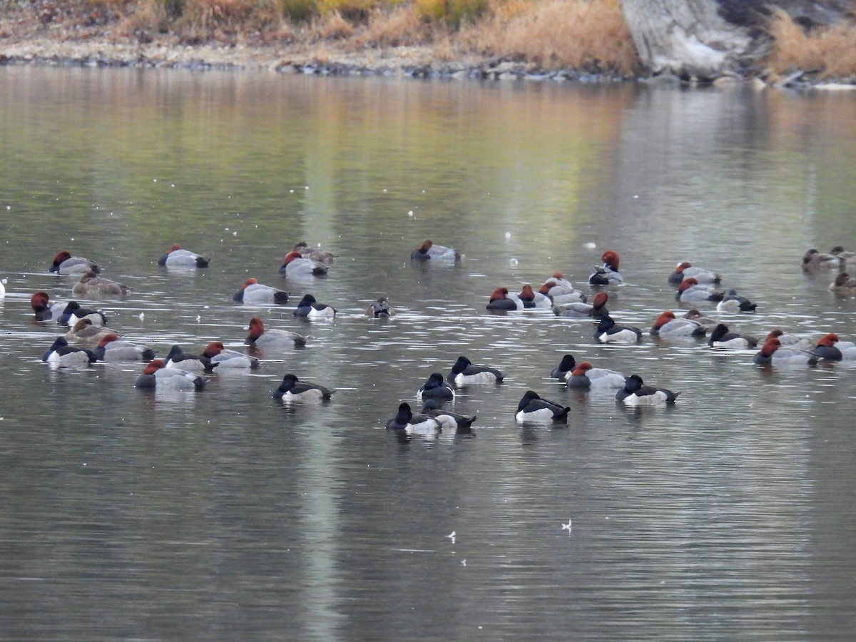 Ring-necked Duck - ML638572536