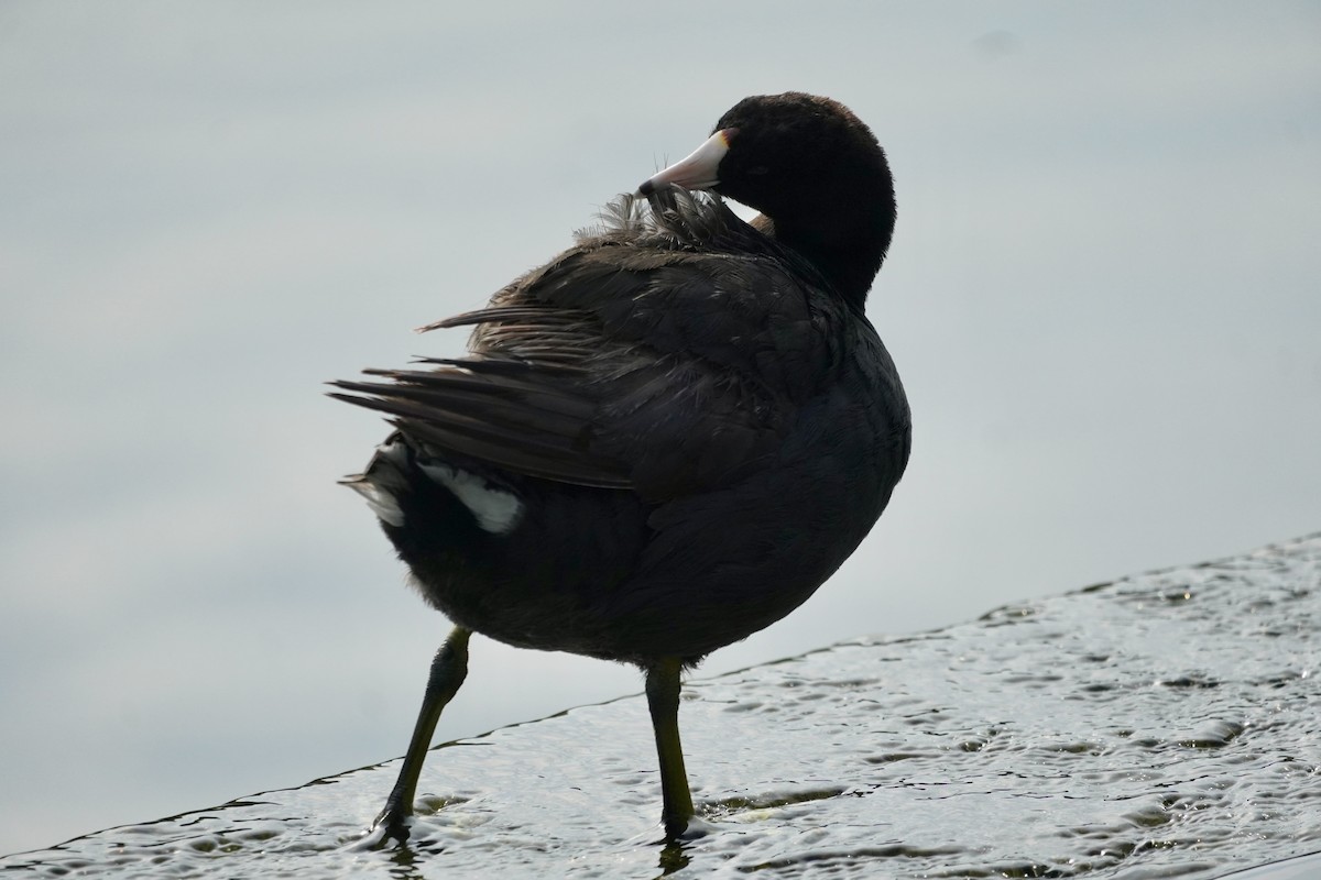 American Coot - ML638572538