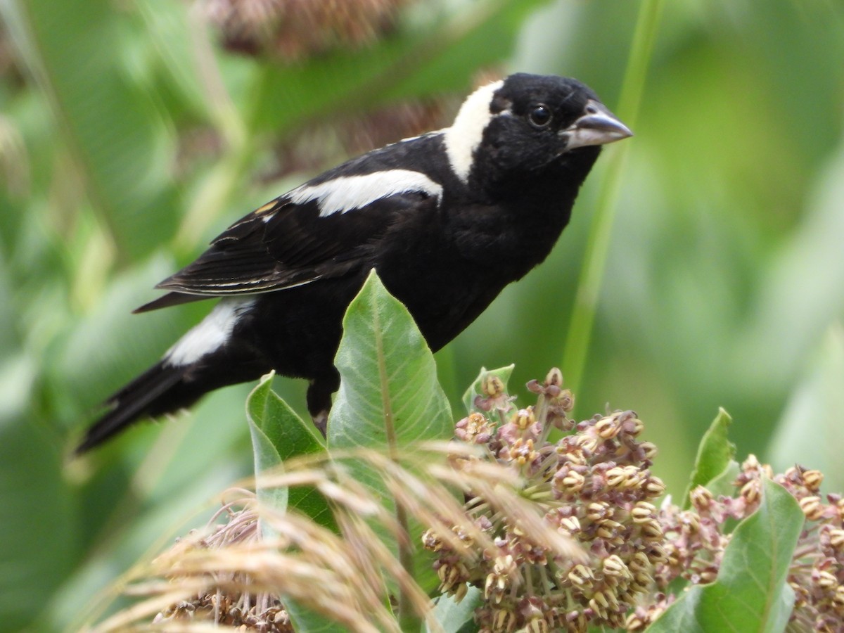 Bobolink - ML638572539