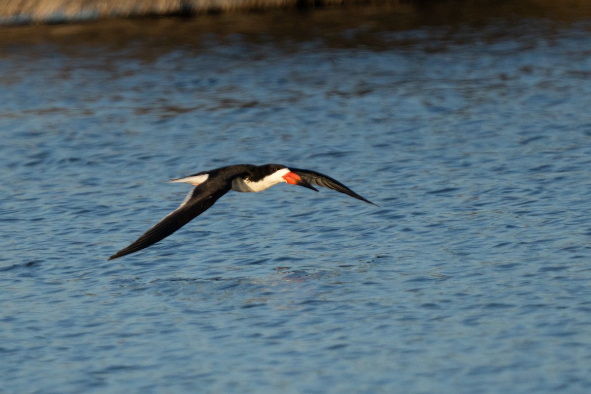 Black Skimmer - ML638572540