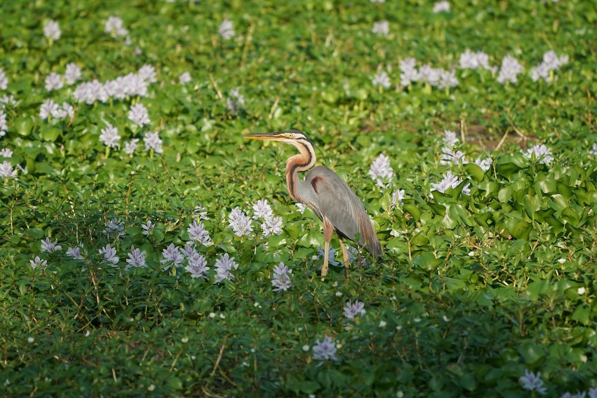 Purple Heron - ML638572542