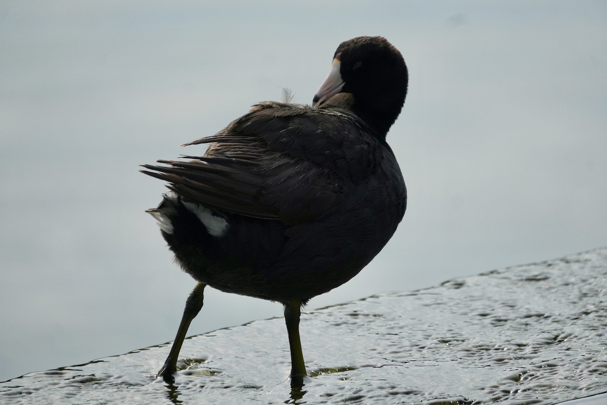 American Coot - ML638572544