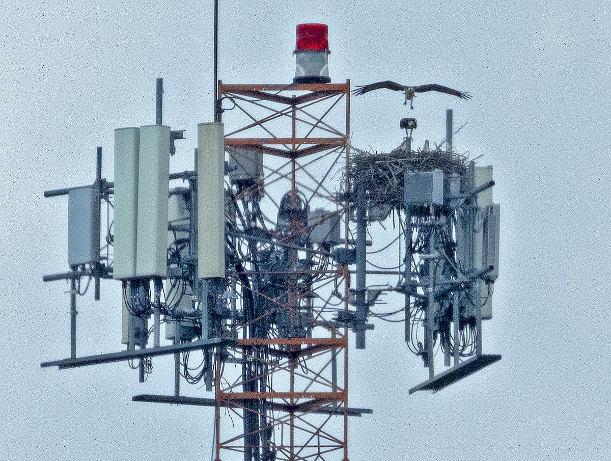 Osprey - ML638572545