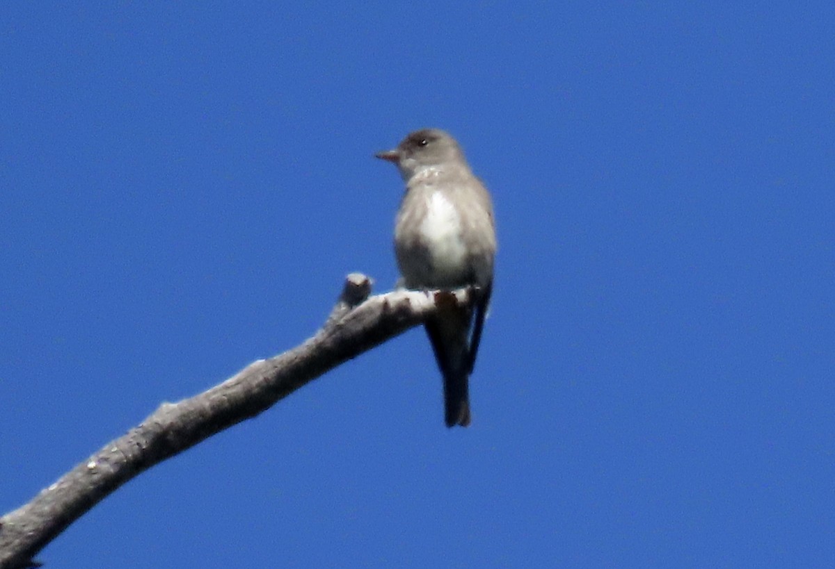 Olive-sided Flycatcher - ML638572547