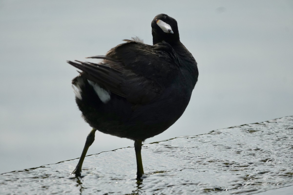 American Coot - ML638572548