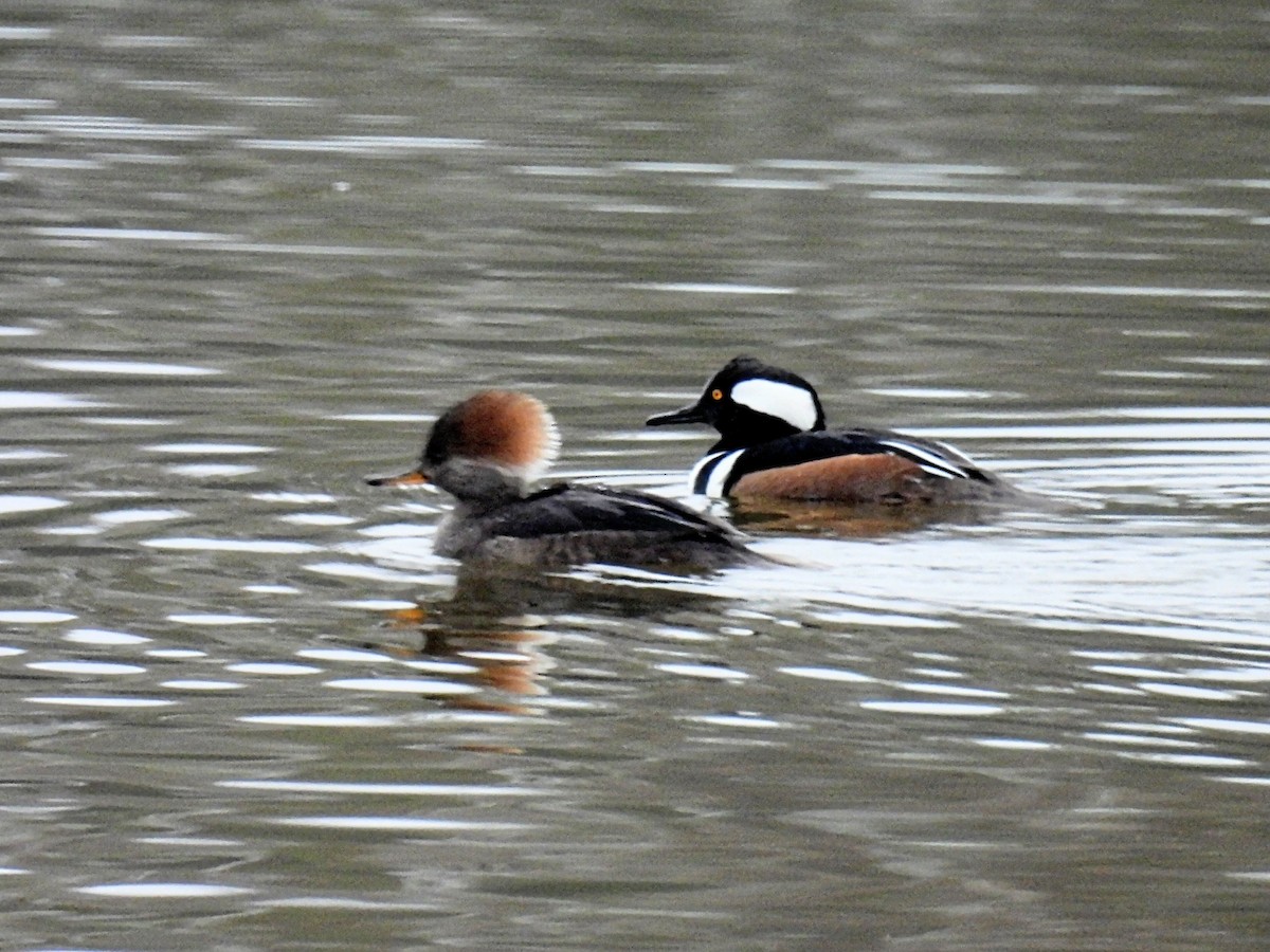 Hooded Merganser - ML638572549