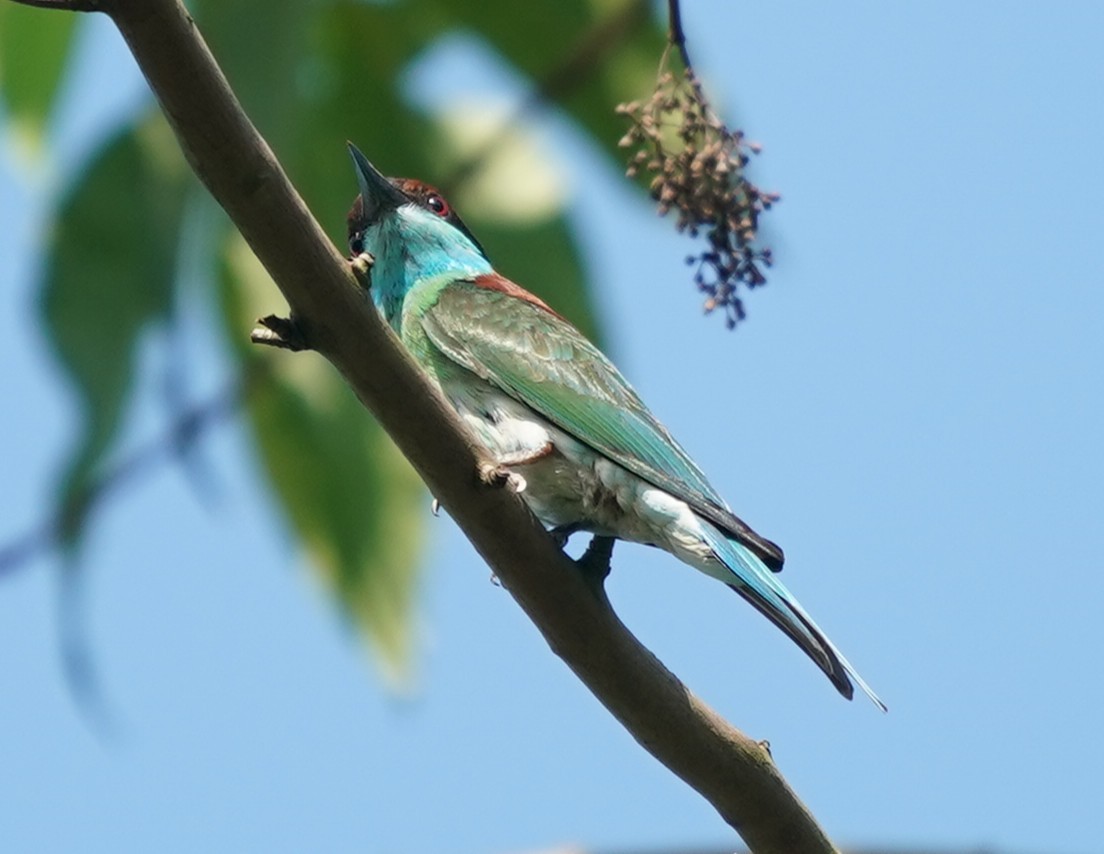 Blue-throated Bee-eater - ML638572550