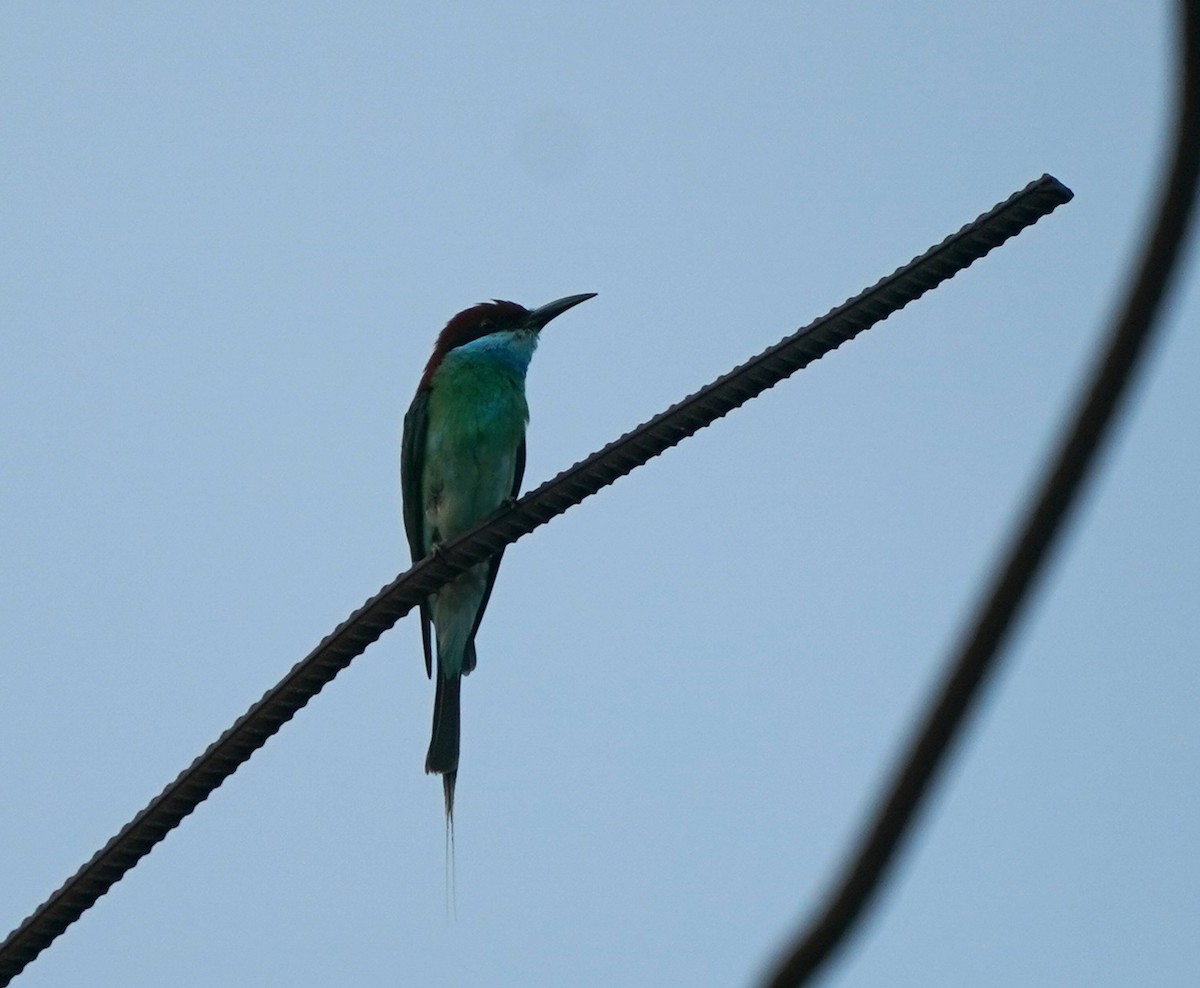 Blue-throated Bee-eater - ML638572551
