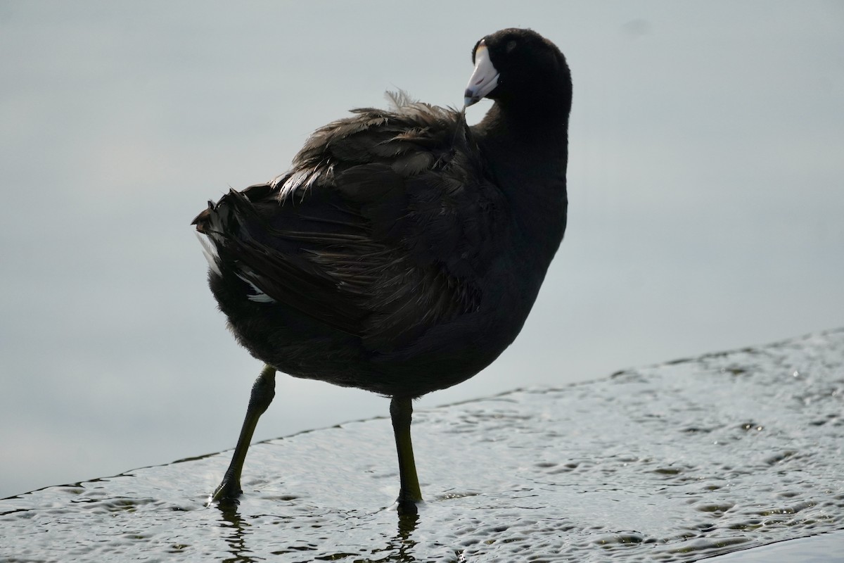 American Coot - ML638572552