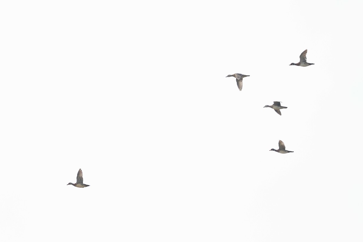 Wood Duck - ML638572553