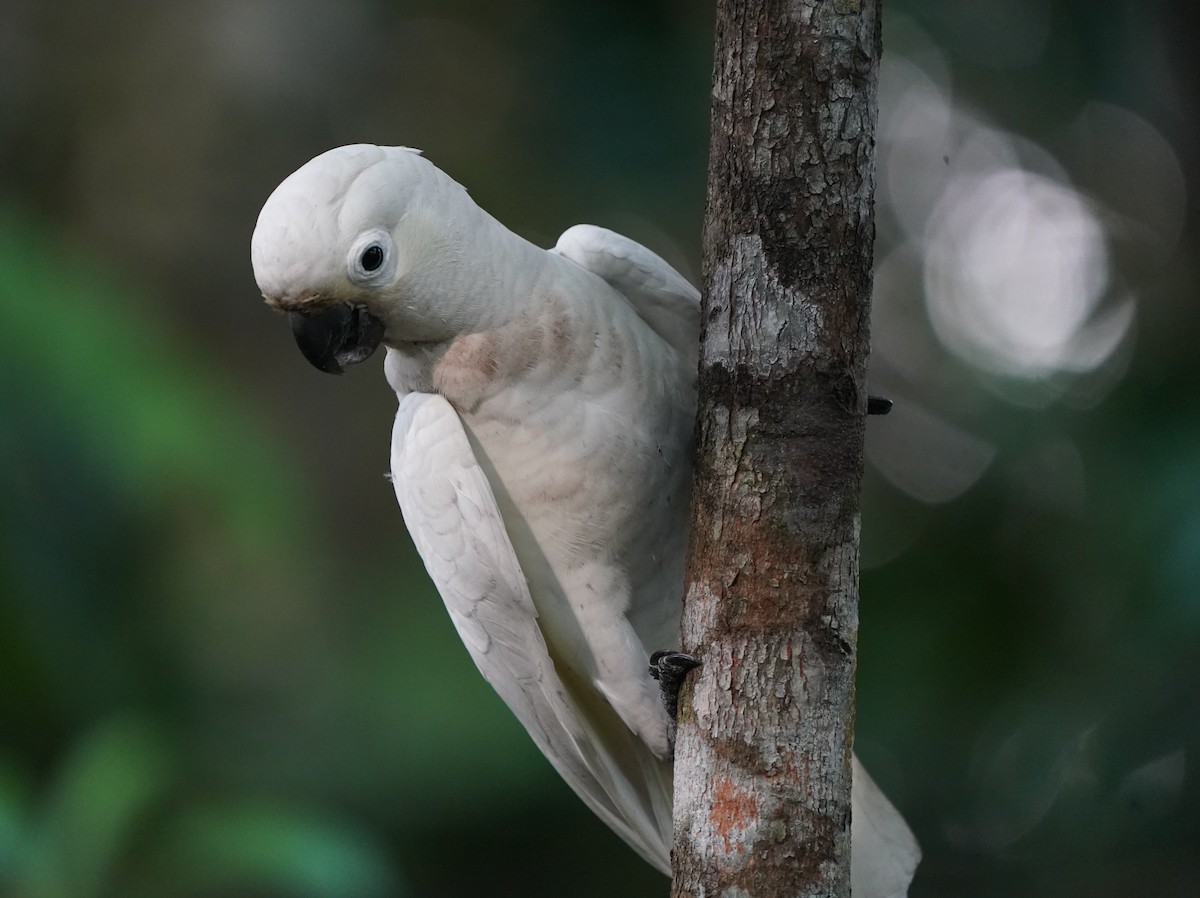 Tanimbar Corella - ML638572556