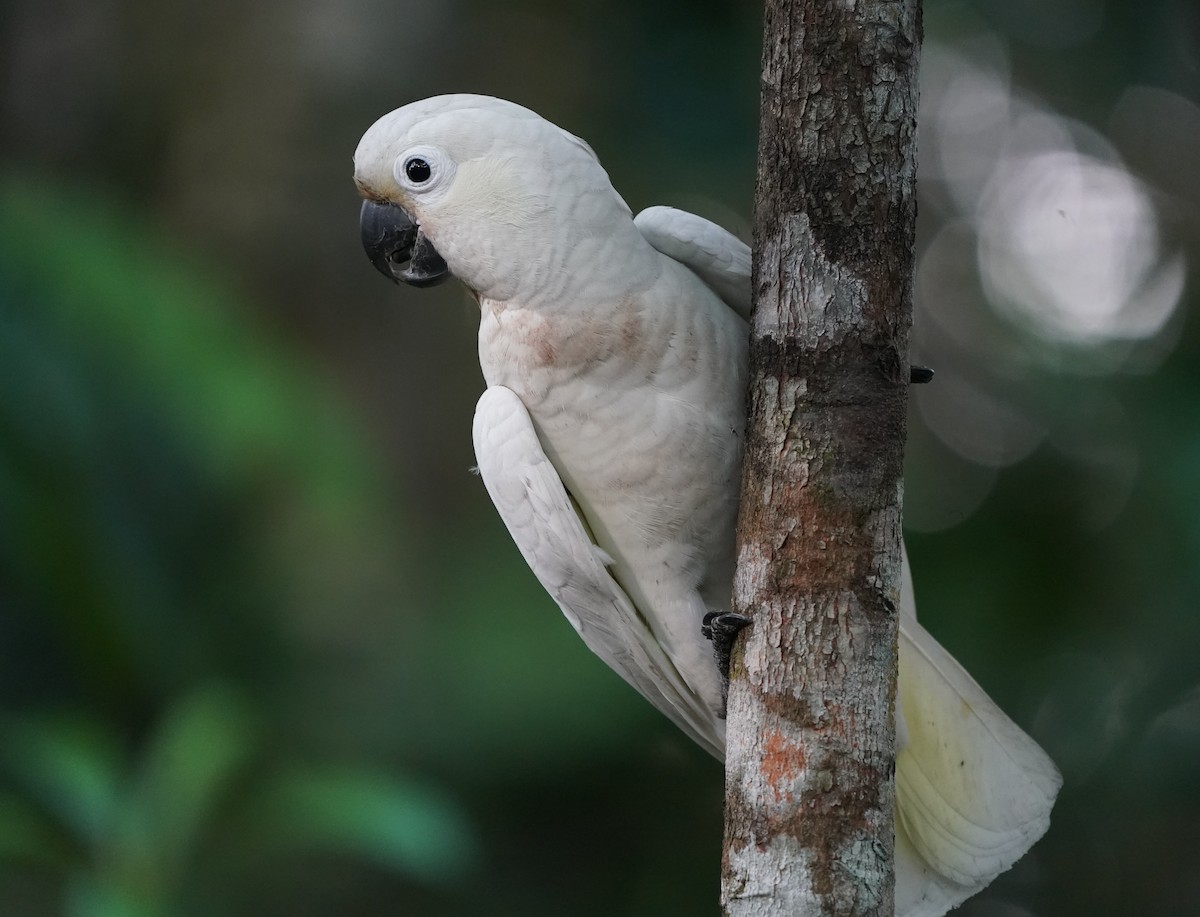 Tanimbar Corella - ML638572557