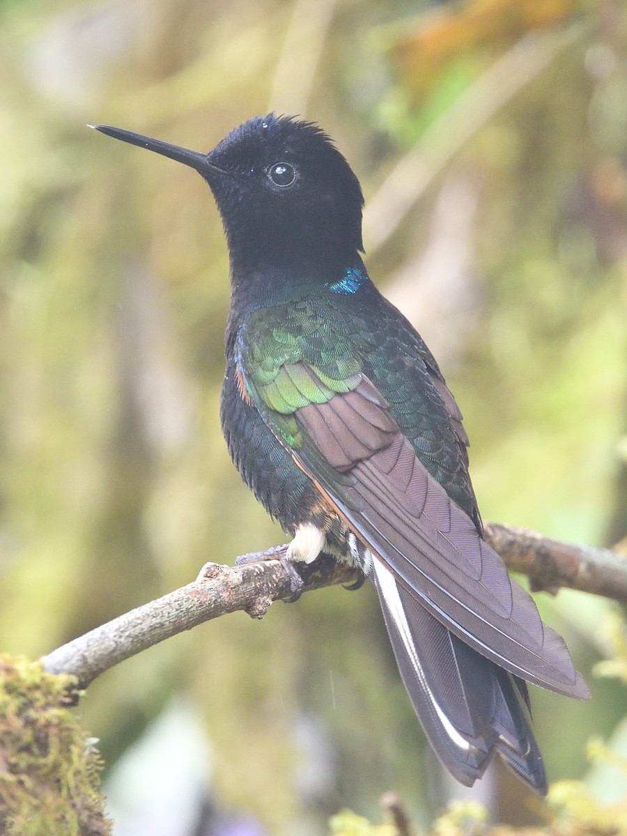 Velvet-purple Coronet - ML638572561