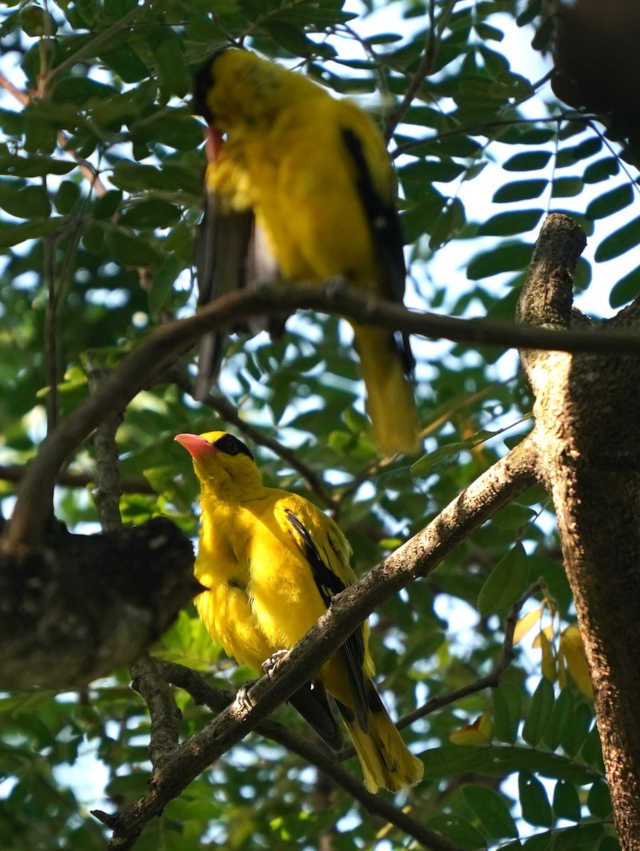 Black-naped Oriole - ML638572571