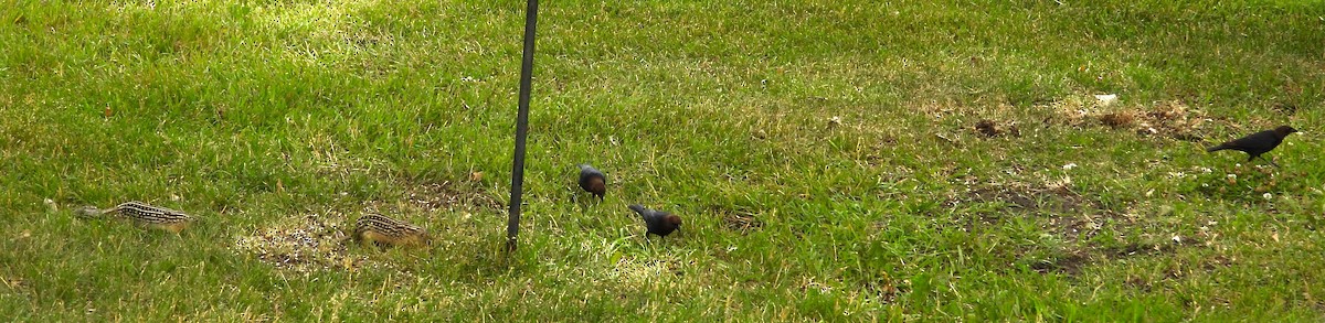 Brown-headed Cowbird - ML638572572