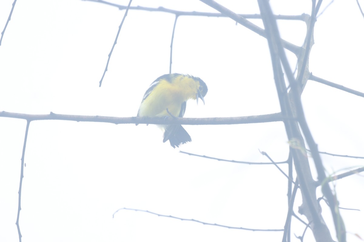 Common Iora - ML638572590