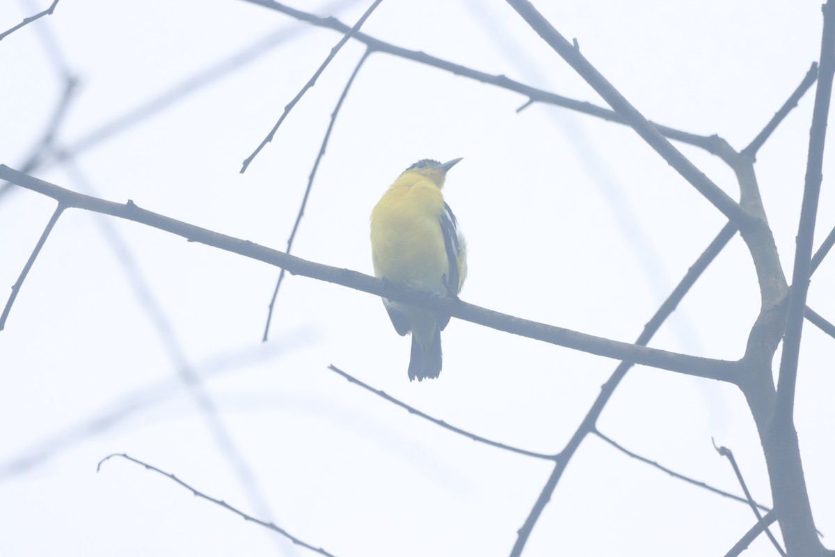 Common Iora - ML638572591