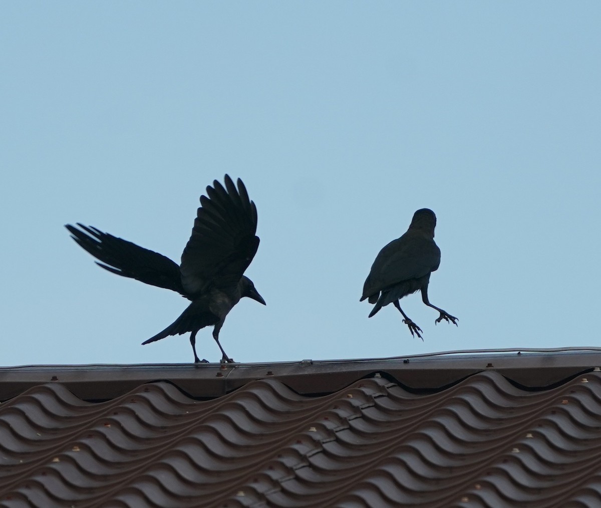 House Crow - ML638572592