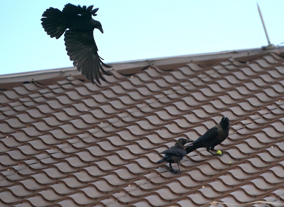 House Crow - ML638572593
