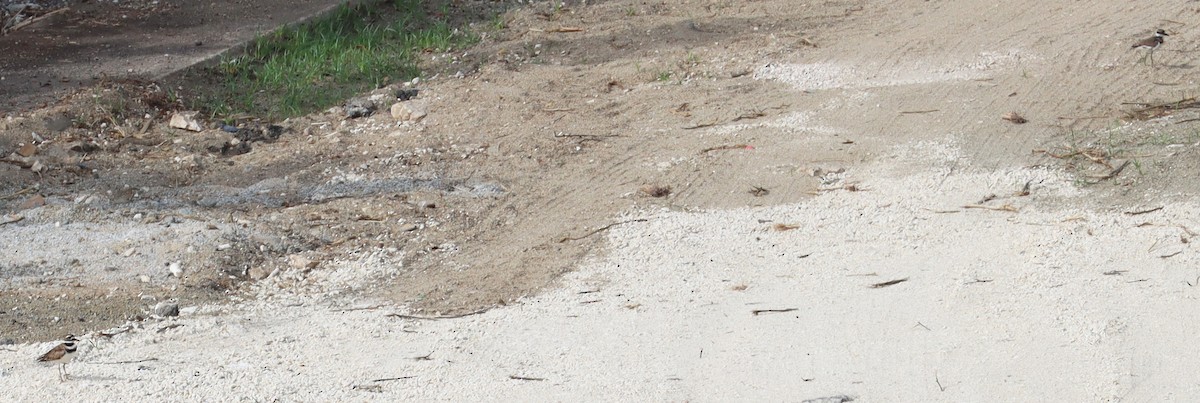Killdeer - ML638572594
