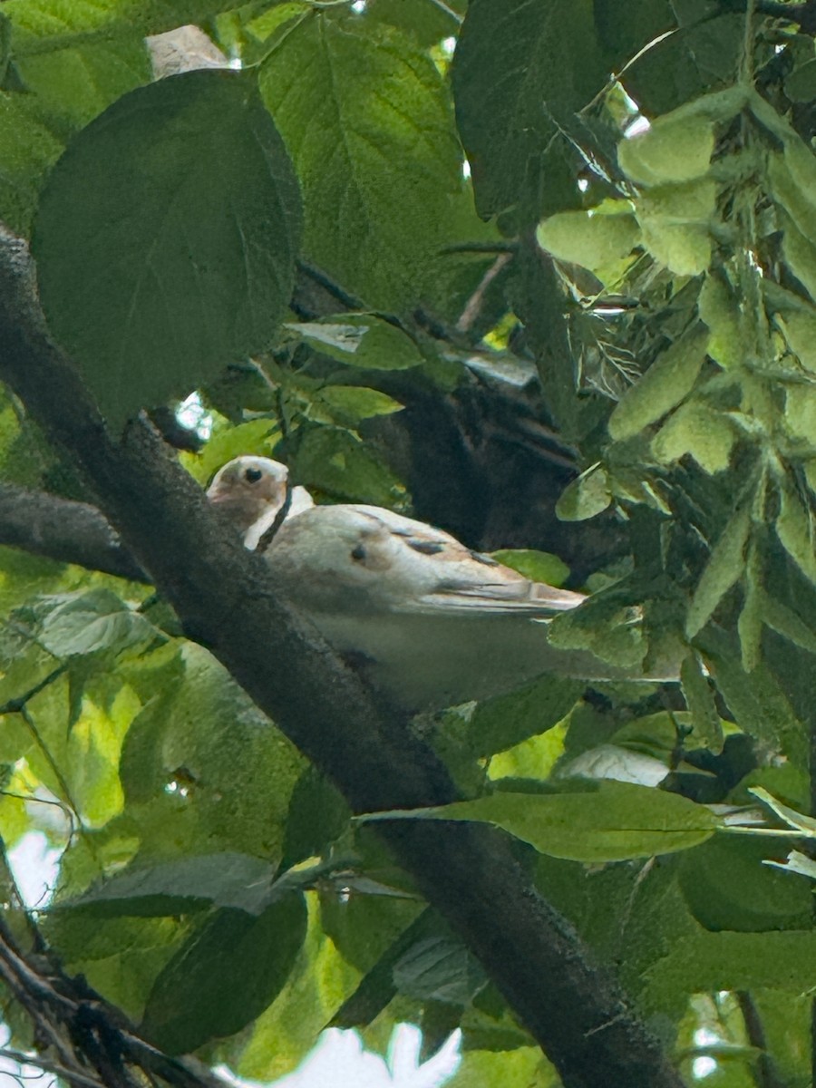 Mourning Dove - ML638572595