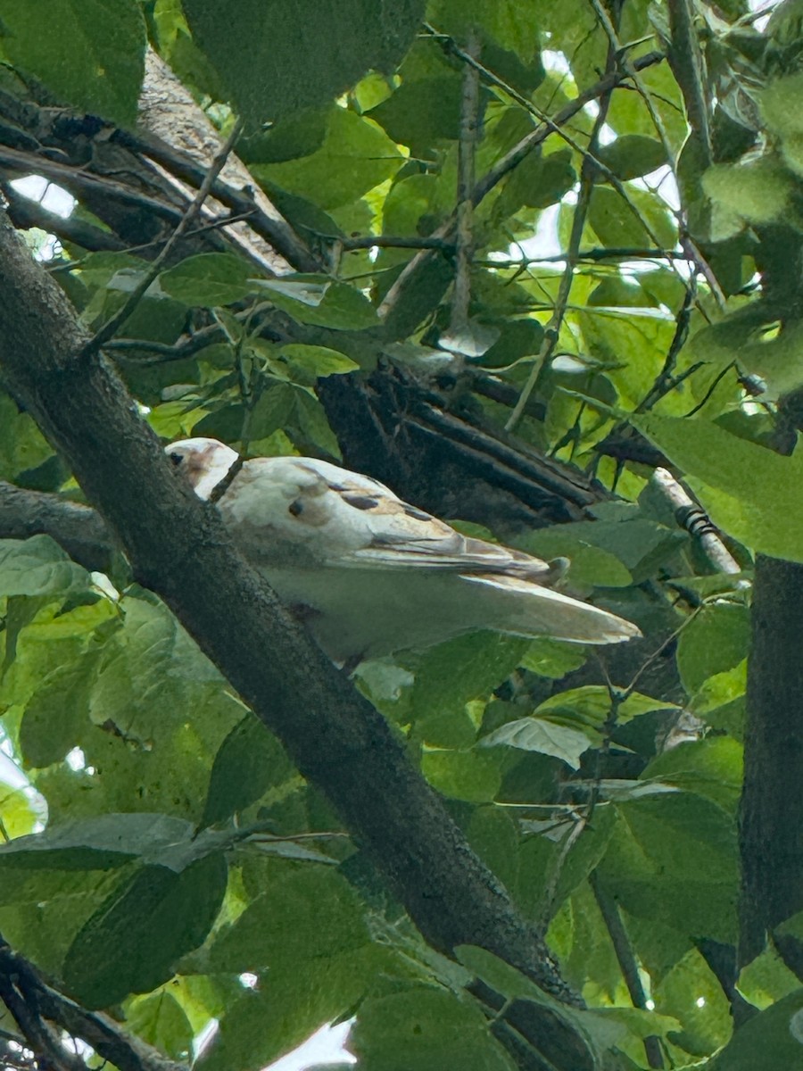 Mourning Dove - ML638572596