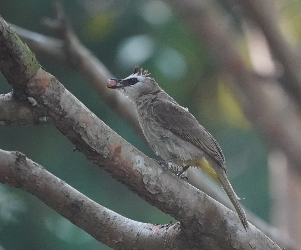 Yellow-vented Bulbul - ML638572601