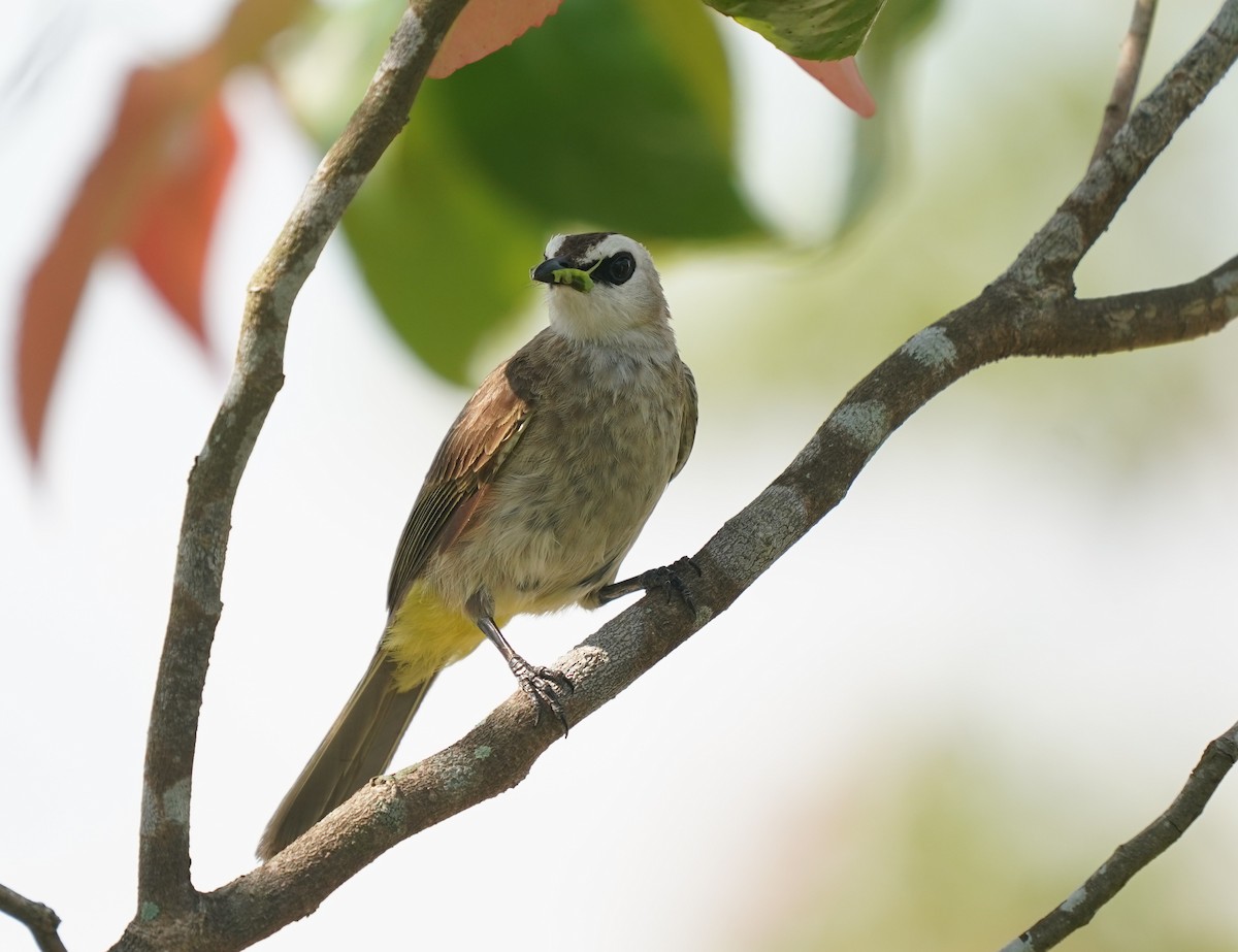 Yellow-vented Bulbul - ML638572602