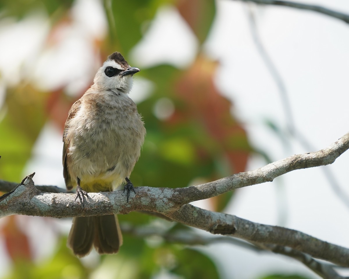 Yellow-vented Bulbul - ML638572603