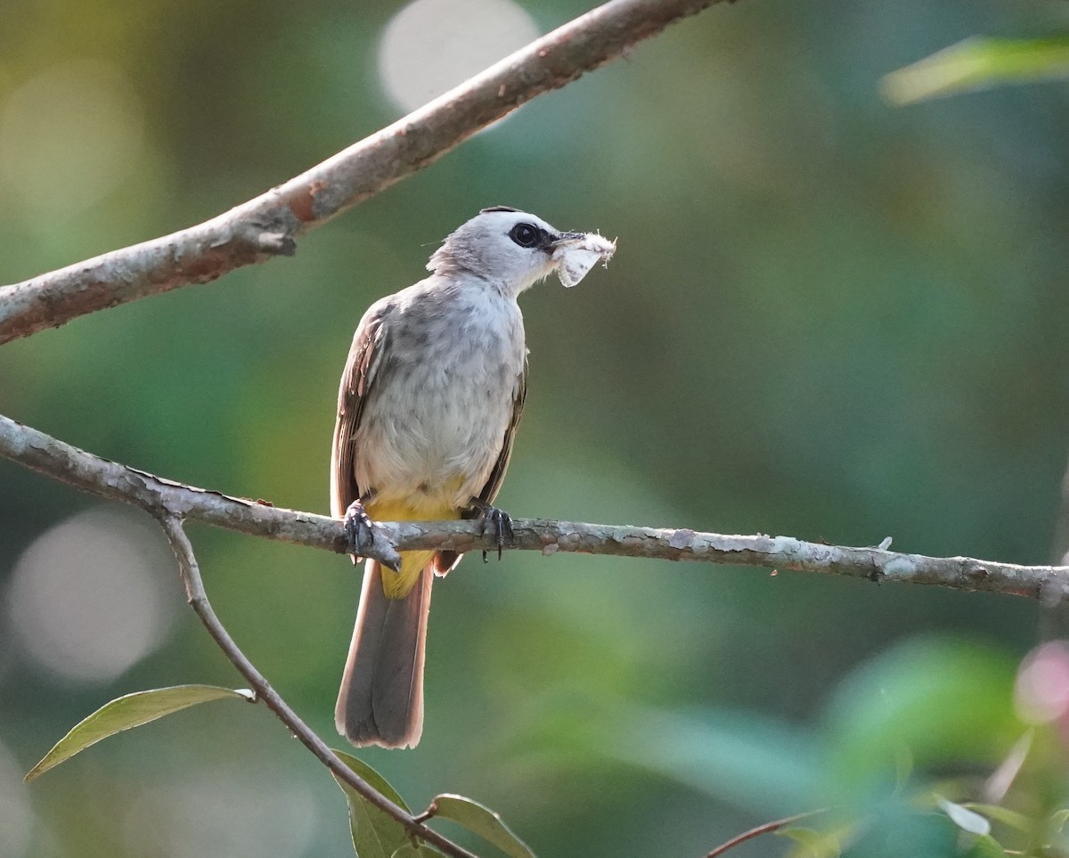 Yellow-vented Bulbul - ML638572604